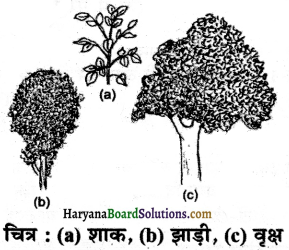 HBSE 6th Class Science Solutions Chapter 7 पौधों को जानिए -6