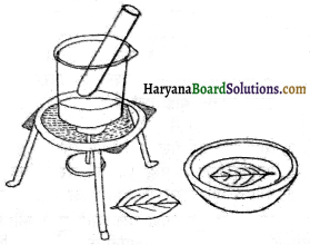 HBSE 6th Class Science Solutions Chapter 7 पौधों को जानिए -8