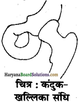 HBSE 6th Class Science Solutions Chapter 8 शरीर में गति -1