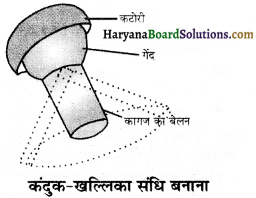 HBSE 6th Class Science Solutions Chapter 8 शरीर में गति -6