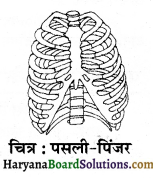 HBSE 6th Class Science Solutions Chapter 8 शरीर में गति -7