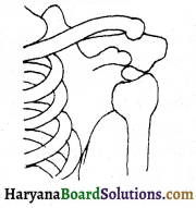 HBSE 6th Class Science Solutions Chapter 8 शरीर में गति -9