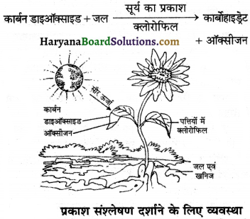 HBSE 7th Class Science Solutions Chapter 1 पादपों में पोषण -1