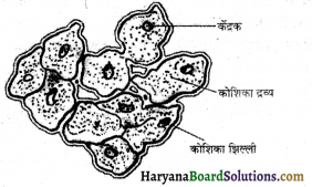 HBSE 7th Class Science Solutions Chapter 1 पादपों में पोषण -3