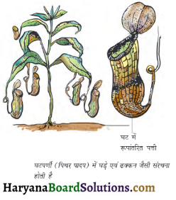 HBSE 7th Class Science Solutions Chapter 1 पादपों में पोषण -7