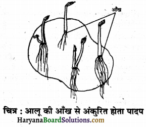 HBSE 7th Class Science Solutions Chapter 12 पादप में जनन -1