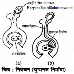 HBSE 7th Class Science Solutions Chapter 12 पादप में जनन -10