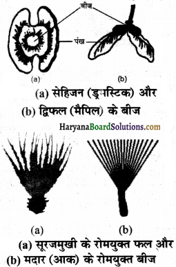 HBSE 7th Class Science Solutions Chapter 12 पादप में जनन -11