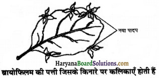 HBSE 7th Class Science Solutions Chapter 12 पादप में जनन -3