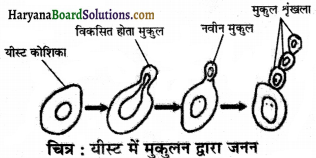 HBSE 7th Class Science Solutions Chapter 12 पादप में जनन -4