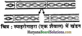 HBSE 7th Class Science Solutions Chapter 12 पादप में जनन -5