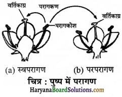 HBSE 7th Class Science Solutions Chapter 12 पादप में जनन -9