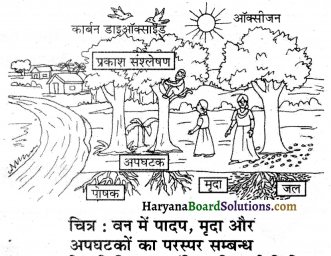 HBSE 7th Class Science Solutions Chapter 17 वन हमारी जीवन रेखा -3