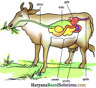 HBSE 7th Class Science Solutions Chapter 2 प्राणियों में पोषण -10