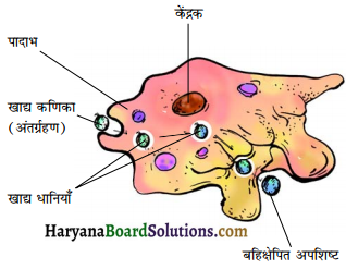 HBSE 7th Class Science Solutions Chapter 2 प्राणियों में पोषण -11