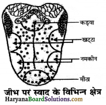 HBSE 7th Class Science Solutions Chapter 2 प्राणियों में पोषण -5