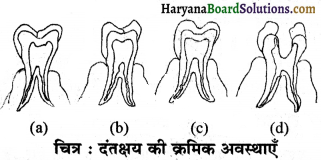 HBSE 7th Class Science Solutions Chapter 2 प्राणियों में पोषण -6