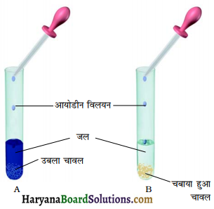 HBSE 7th Class Science Solutions Chapter 2 प्राणियों में पोषण -9
