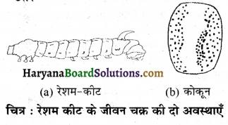 HBSE 7th Class Science Solutions Chapter 3 रेशों से वस्त्र तकग -1