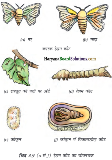 HBSE 7th Class Science Solutions Chapter 3 रेशों से वस्त्र तकग -3