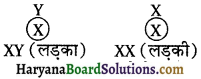 HBSE 8th Class Science Solutions Chapter 10 किशोरावस्था की ओर -1