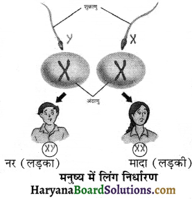 HBSE 8th Class Science Solutions Chapter 10 किशोरावस्था की ओर -6