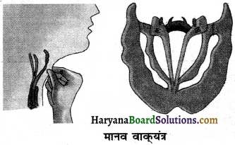 HBSE 8th Class Science Solutions Chapter 13 ध्वनि -2