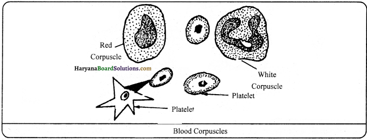 HBSE 9th Class Science Important Questions Chapter 6 Tissues - 16