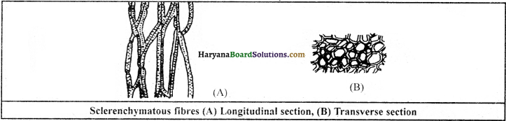 HBSE 9th Class Science Important Questions Chapter 6 Tissues - 5
