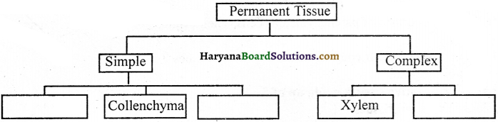 HBSE 9th Class Science Solutions Chapter 6 Tissues - 3