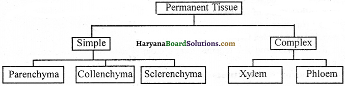 HBSE 9th Class Science Solutions Chapter 6 Tissues - 4