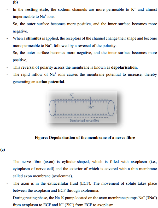 HBSE 11th Class Biology Solutions Chapter 21 Neural control and co-ordination 11