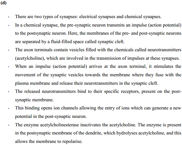 HBSE 11th Class Biology Solutions Chapter 21 Neural control and co-ordination 13