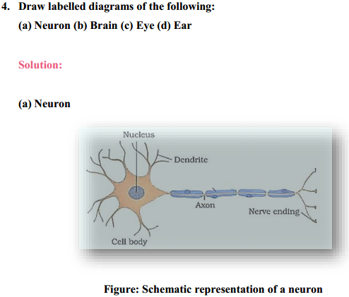 HBSE 11th Class Biology Solutions Chapter 21 Neural control and co-ordination 15