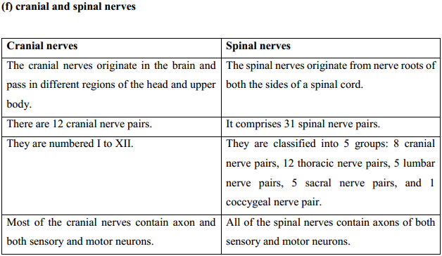 HBSE 11th Class Biology Solutions Chapter 21 Neural control and co-ordination 38