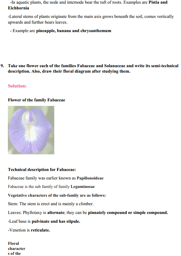 HBSE 11th Class Biology Solutions Chapter 5 Morphology of Flowering Plants 11