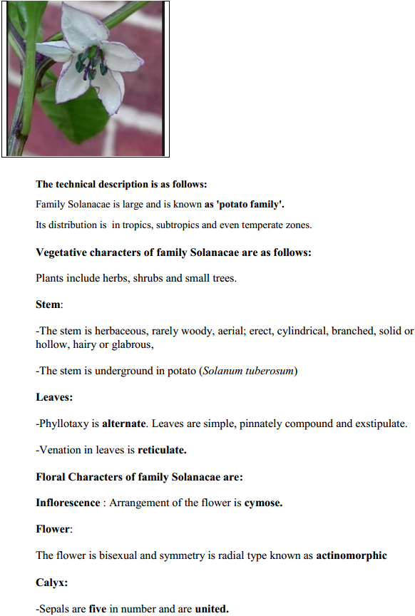 HBSE 11th Class Biology Solutions Chapter 5 Morphology of Flowering Plants 14