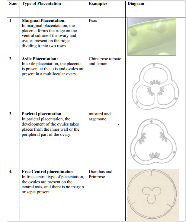 HBSE 11th Class Biology Solutions Chapter 5 Morphology of Flowering Plants 17
