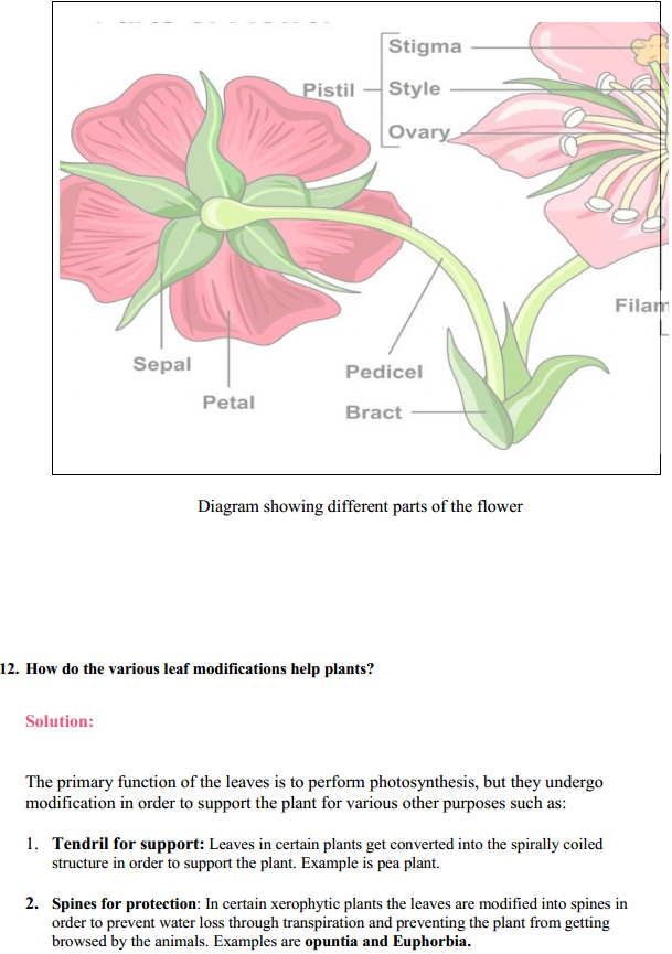 HBSE 11th Class Biology Solutions Chapter 5 Morphology of Flowering Plants 20