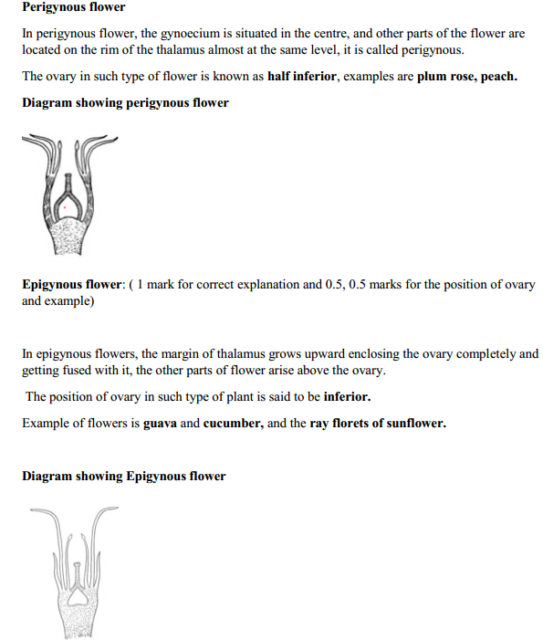 HBSE 11th Class Biology Solutions Chapter 5 Morphology of Flowering Plants 23