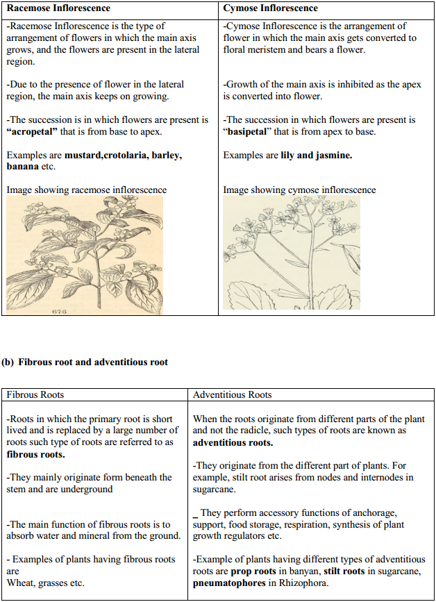 HBSE 11th Class Biology Solutions Chapter 5 Morphology of Flowering Plants 7