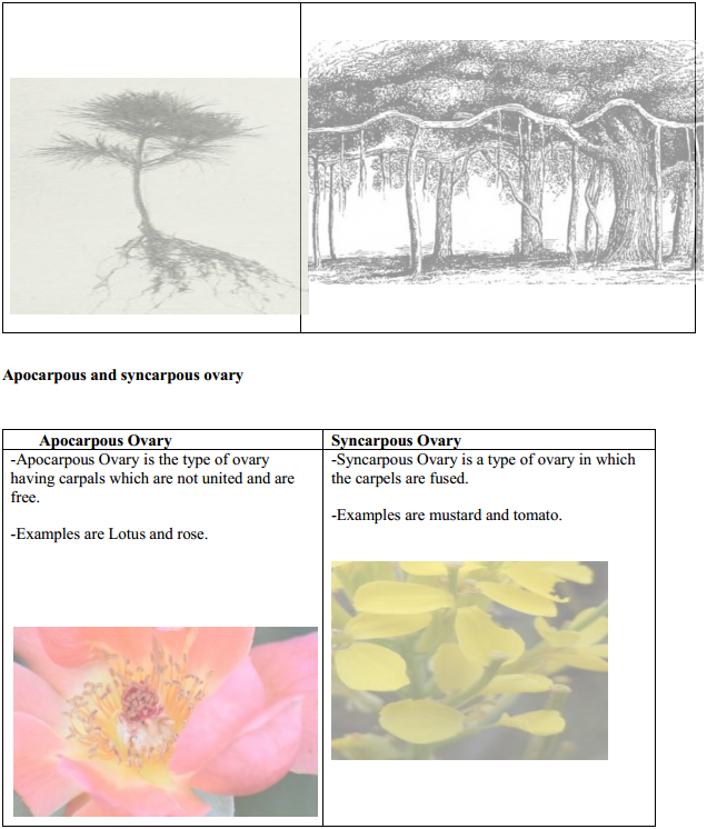 HBSE 11th Class Biology Solutions Chapter 5 Morphology of Flowering Plants 8