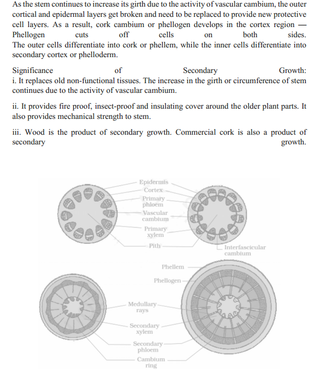 HBSE 11th Class Biology Solutions Chapter 6 Anatomy of Flowering Plants 3
