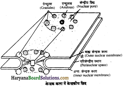 HBSE 11th Class Biology Solutions Chapter 8 Cell The Unit of Life 1