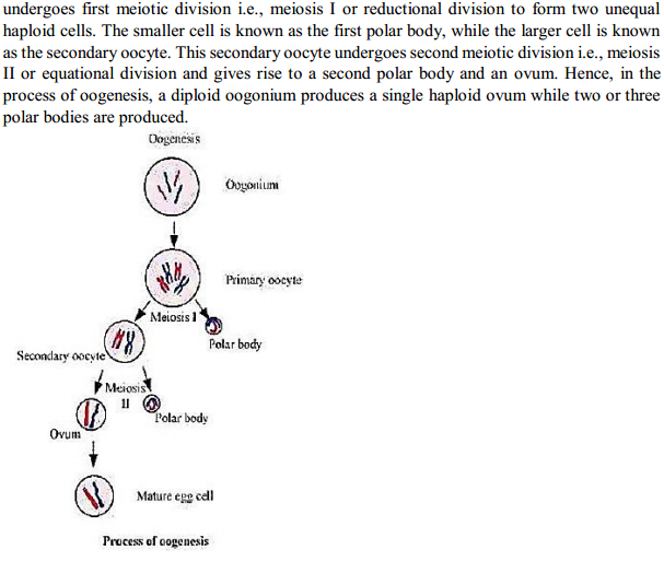 HBSE 12th Class Biology Solutions Chapter 3 Human Reproduction 8