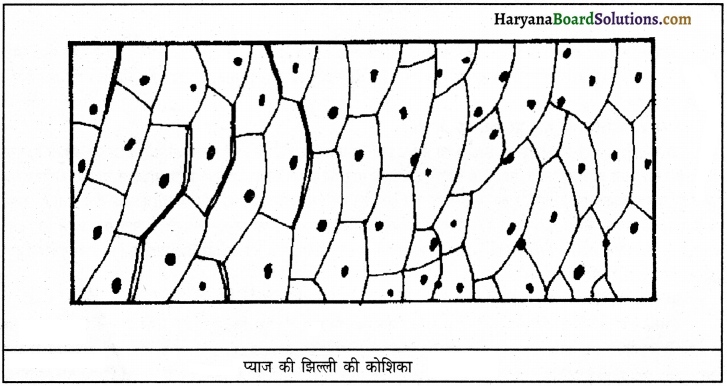 HBSE 9th Class Science Important Questions Chapter 5 जीवन की मौलिक इकाई 2
