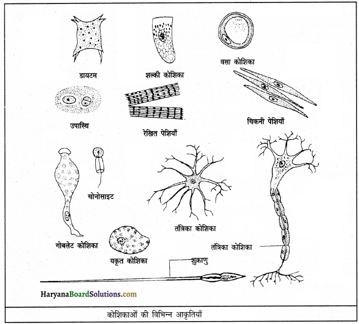 HBSE 9th Class Science Important Questions Chapter 5 जीवन की मौलिक इकाई 3
