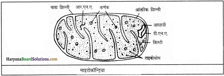 HBSE 9th Class Science Important Questions Chapter 5 जीवन की मौलिक इकाई 5