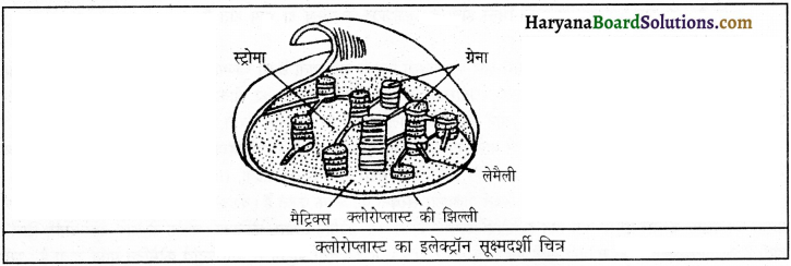 HBSE 9th Class Science Important Questions Chapter 5 जीवन की मौलिक इकाई 5a