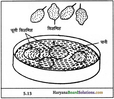 HBSE 9th Class Science Important Questions Chapter 5 जीवन की मौलिक इकाई 6a